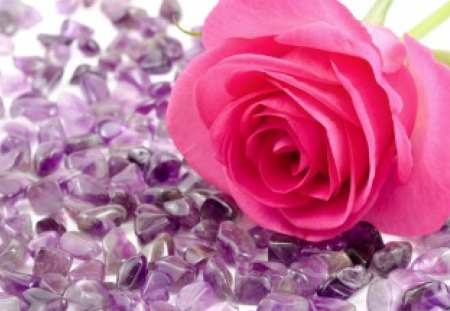 * Soft touch of a rose * - touch, delicate, tenderness, beautiful, flower, petals, stones, purple, rose