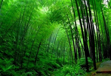 dancing bamboo - a, c, r, s, o