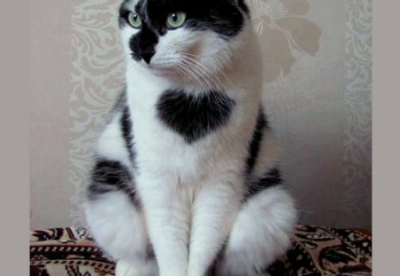 Love for cats - black, pet, white, heart, pattern, cat