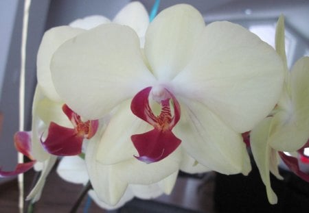 Yellow Orchids - yellow, orchid, photography, red, flowers