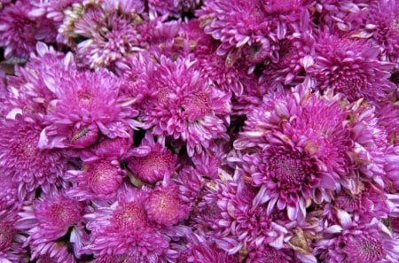 Beautiful Chrysanthemum - flowers, beautiful, garden, chrysanthemum