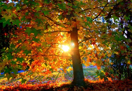 Magnificent Autumn Sun - carpet, ledaf, sun, colorful, sun rays, wood, amazing, yellow, cool, breathtaking, golden, sunny, paysage, roots, sunrays, trunks, branches, landscape, scenic, light, stunning, scenario, nature, woods, pink, beautiful, seasons, leaves, high definition, beauty, nice, sky, autumn, scdenery, trees, brightness, lone tree, multicolor, orange, green, tree, scene, paisagem, magnificent, sunlight, forests, shadows, paisage, outstanding, gold, hd, bright, colours, red, blue, grove, awesome, colors, lightness, natural, autumn sun