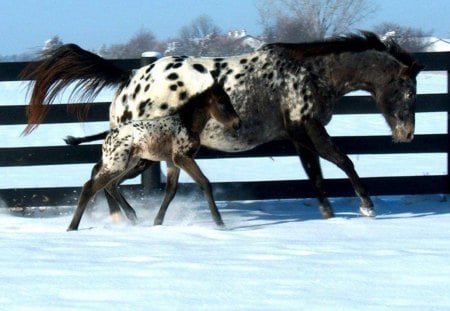 horses - horses, farm, snow, winter, little horse, spotted skin