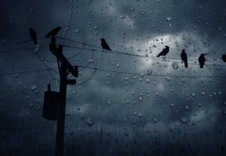 Pigeons on the electric cable - birds, nature, rain, sky