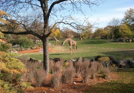 Giraffes - San Diego Zoo - zoo, giraffes, animals, san diego