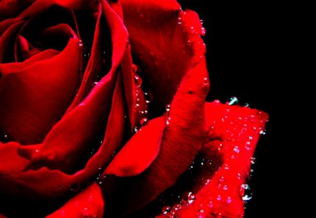 Red rose - rose, flower, nature, red