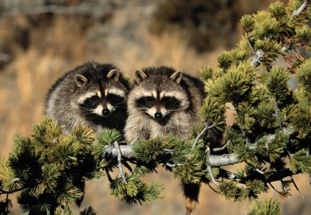 Raccoons - nature, raccoon, pine, animal, cute