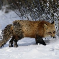 Foxy