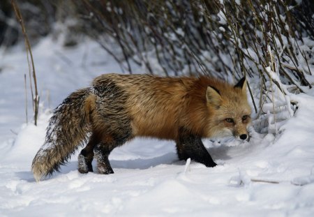 Foxy - animal, winter, nature, fox