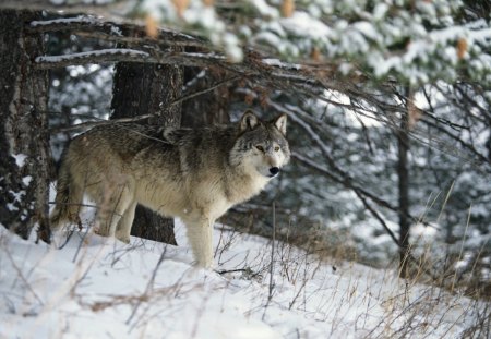 Wolf - winter, animal, nature, wolf