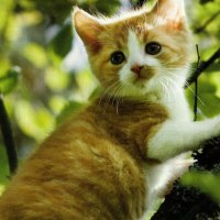 A kitten up in a tree