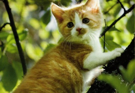 A kitten up in a tree - branches, green, tree, cute, kitten