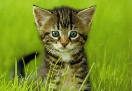 A kitten in the grass - green eyes, green, cute, grass, kitten