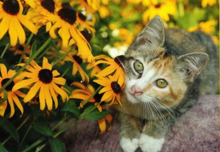 A tabby kitten - flowers, black-eye susan, tabby, kitten