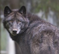 Black Timber wolf