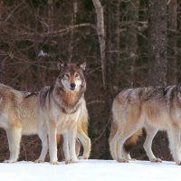 The pack