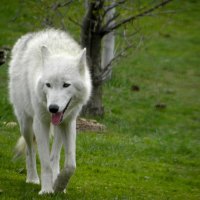 arctic wolf