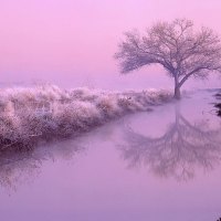 Pink-Purple Frozen Land