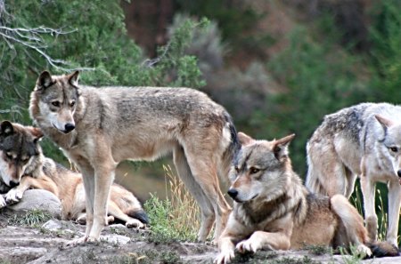 wolf pack - wolves, wolf, wolf pack, animals, wallpaper