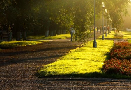 City Park - city, tree, park, sun