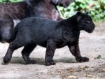 small black panther