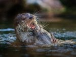 smiling in the water