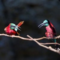 couple of cute little birds