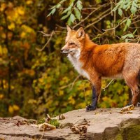 red fox standing in the stone