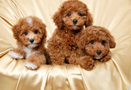 Three cute hot sale puppies