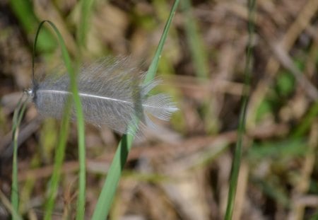 Captured - feather, captured, photography, nature, grass