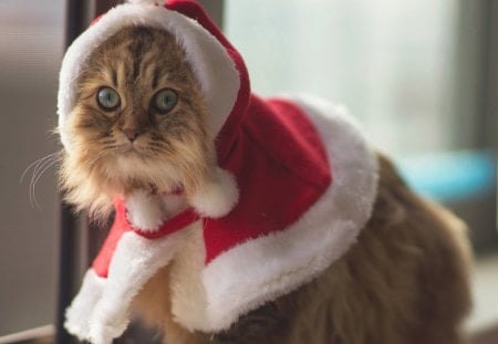 Cat ready for Christmas - christmas, hat, ready, cat