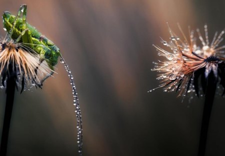 Dew on a grasshopper - flower, dew, hopper, tree, grass