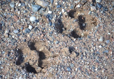 Puppy Paws - photography, dog, puppy, paws, sand, print