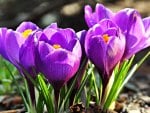 crocuses