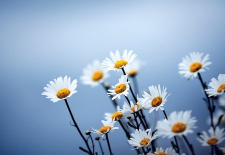 Daisies - white, sky, flowers, daisies