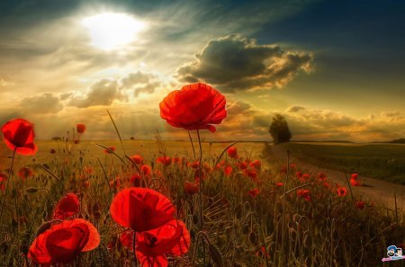 Poppy - sky, field, clouds, poppy