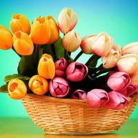 basket of tulips