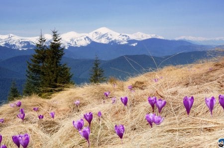 Crocuses - crocuses, fields, mountain, grass