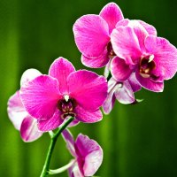 Orchids