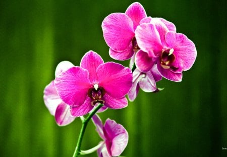 Orchids - flowers, red, orchids, green