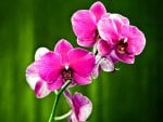 Orchids