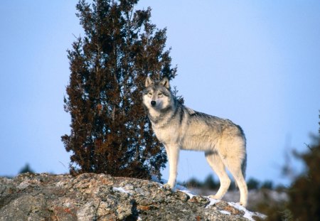 Proud Wolf - proud, animal, nature, wolf, majestic