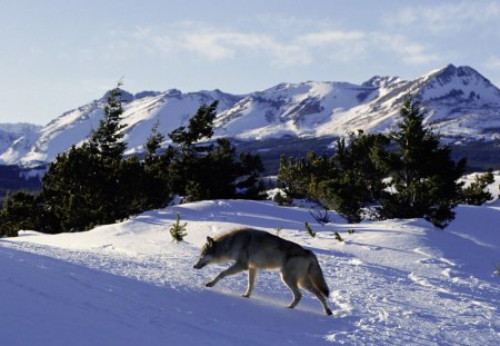 Going for a Walk - wolf, winter, nature, snow