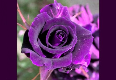 Purple rose - summer, flower, purple, rose, beauty