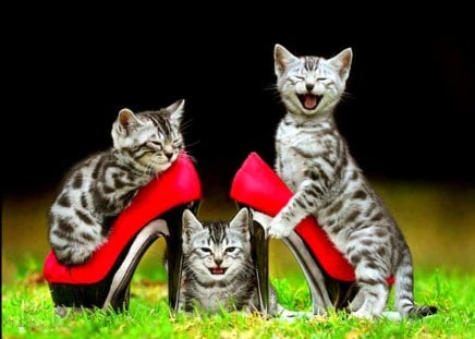 The party can begin - cat, adorable, kittens, animals, pet, funny, kitten, cool, cats, photo, cute, shoes