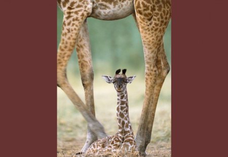 Protected by mother - giraf, adorable, zoo, foal, wild life