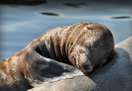 Napping sealion young - animal, sealion, cute, nap, adorable, underwater