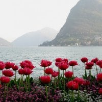 red tulips