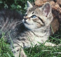 Cat on the grass