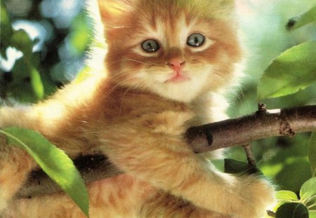 Up a tree - cute, kitten, leafs, branch, green